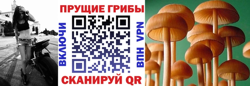 мега онион  закладка  Светлогорск  Галлюциногенные грибы прущие грибы 